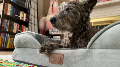 Pet friendly home essentials that keep fur, odor and clutter under control