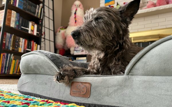 Pet friendly home essentials that keep fur, odor and clutter under control